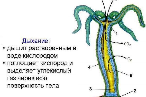 Блекспрут нет blacksprut adress com